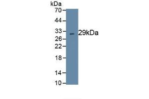 Detection of Recombinant CMA1, Human using Polyclonal Antibody to Chymase 1, Mast Cell (CMA1) (CMA1 抗体  (AA 22-247))