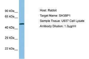 Host:  Rabbit  Target Name:  SH3BP1  Sample Type:  U937 Whole cell lysates  Antibody Dilution:  1. (SH3BP1 抗体  (C-Term))