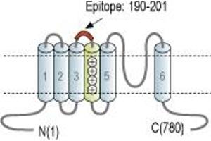 anti-Hyperpolarization Activated Cyclic Nucleotide-Gated Potassium Channel 3 (HCN3) (2nd Extracellular Loop), (AA 190-201) antibody