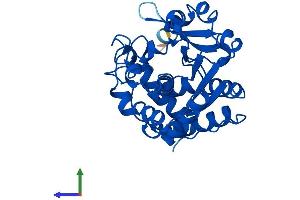 Protein Structure (PS) image for Sulfotransferase Family 1E Member 1 (SULT1E1) (AA 1-295) protein (His tag) (ABIN7563349)