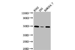 Western Blot Positive WB detected in: K562 whole cell lysate, 293 whole cell lysate, RAW264. (Recombinant EIF4A1 抗体)