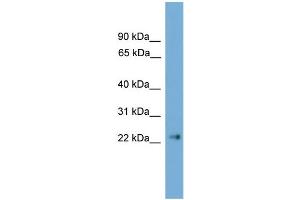 WB Suggested Anti-Cldn6 Antibody Titration:  0. (Claudin 6 抗体  (C-Term))