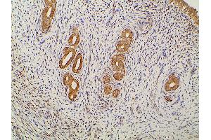 Immunohistochemistry (IHC) image for anti-Ephrin B2 (EFNB2) (C-Term) antibody (ABIN6261455)