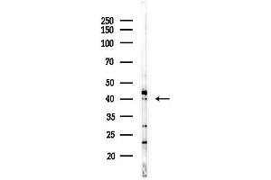 Western blot analysis of lysates from Hela cells(heat-shock,45 min treatment), using TSSK4 Antibody at 1/1000 dilution.