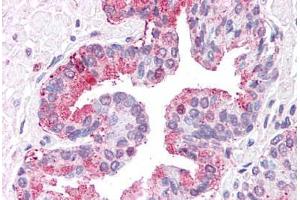Anti-ERAP1 / ARTS1 antibody  ABIN1048575 IHC staining of human prostate. (ERAP1 抗体  (Internal Region))