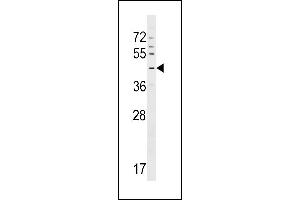 GPR63 Antibody (C-term) (ABIN1537234 and ABIN2848848) western blot analysis in CEM cell line lysates (35 μg/lane). (GPR63 抗体  (C-Term))