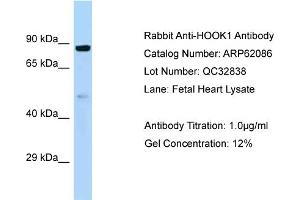 Western Blotting (WB) image for anti-Hook Homolog 1 (HOOK1) (C-Term) antibody (ABIN2789012) (HOOK1 抗体  (C-Term))