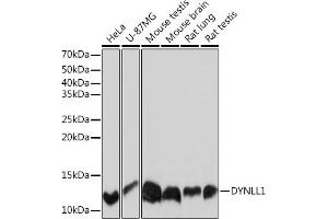 Western blot analysis of extracts of various cell lines, using DYNLL1 Rabbit mAb (ABIN7266864) at 1:1000 dilution.