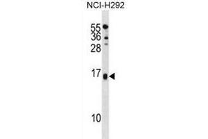 SELM Antibody (C-term) (ABIN1881785 and ABIN2839007) western blot analysis in NCI- cell line lysates (35 μg/lane).
