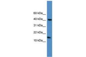 Image no. 1 for anti-Lipocalin 1 (LCN1) (C-Term) antibody (ABIN6745272) (Lipocalin 1 抗体  (C-Term))