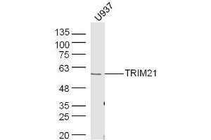 Human U937 lysates probed with Rabbit Anti-TRIM21 Polyclonal Antibody, Unconjugated  at 1:500 for 90 min at 37˚C. (TRIM21 抗体  (AA 301-400))