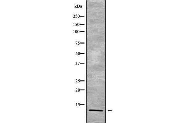 POLR2K 抗体  (Internal Region)