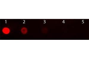 Dot Blot of Goat anti-Mouse IgG2b Antibody Texas Conjugated Pre-absorbed. (山羊 anti-小鼠 IgG2b (Heavy Chain) Antibody (Texas Red (TR)) - Preadsorbed)