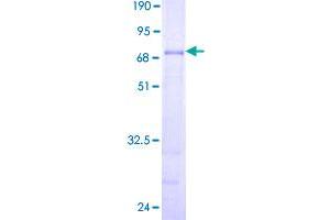 PEX12 Protein (AA 1-359) (GST tag)