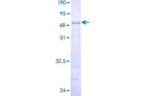 PEX12 Protein (AA 1-359) (GST tag)