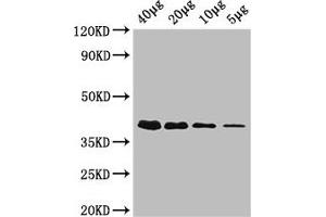 Western Blot Positive WB detected in: Rosseta bacteria lysate at 40 μg, 20 μg, 10 μg, 5 μg All lanes: rbsK antibody, HRP conjugated at 0. (Ribokinase 抗体  (AA 1-309) (HRP))