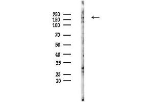 anti-UDP-Glucose Glycoprotein Glucosyltransferase 1 (UGGT1) (N-Term) antibody