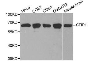 Western blot analysis of extracts of various cell lines, using STIP1 antibody. (STIP1 抗体  (AA 1-300))