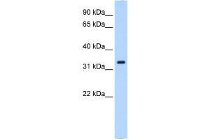 NCF4 antibody used at 0.