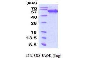 SDS-PAGE (SDS) image for Secernin 1 (SCRN1) (AA 1-414) protein (His tag) (ABIN5854246) (Secernin 1 Protein (SCRN1) (AA 1-414) (His tag))