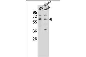 HTR3A Antibody (N-term) (ABIN656126 and ABIN2845467) western blot analysis in MDA-M,K562 cell line lysates (35 μg/lane). (Serotonin Receptor 3A 抗体  (N-Term))