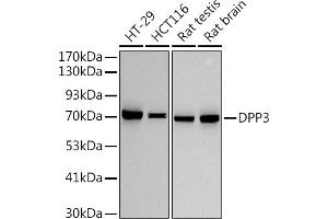 Western blot analysis of extracts of various cell lines, using (ABIN7266782) at 1:500 dilution. (DPP3 抗体)