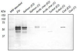 Western Blotting (WB) image for anti-Zona Radiata Protein antibody (ABIN108742) (Zona Radiata Protein 抗体)