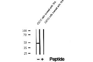 Western blot analysis of extracts of C2C12 cells treated with TPA, using Phospho-CX43(Tyr265)Antibody.