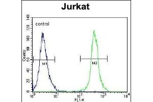 SLC43A2 Antibody (Center) (ABIN654020 and ABIN2843943) flow cytometric analysis of Jurkat cells (right histogram) compared to a negative control cell (left histogram). (SLC43A2 抗体  (AA 236-265))