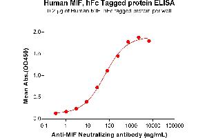 ELISA image for Macrophage Migration Inhibitory Factor (Glycosylation-Inhibiting Factor) (MIF) (AA 2-115) protein (Fc Tag) (ABIN7092690)