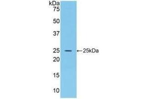 Detection of Recombinant FGF15, Rat using Polyclonal Antibody to Fibroblast Growth Factor 15 (FGF15) (FGF15 抗体  (AA 25-218))