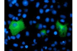 Anti-PSMD2 mouse monoclonal antibody (ABIN2454811) immunofluorescent staining of COS7 cells transiently transfected by pCMV6-ENTRY PSMD2 (RC203204). (PSMD2 抗体)