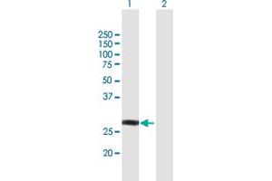 Western Blot analysis of NSMCE1 expression in transfected 293T cell line by NSMCE1 MaxPab polyclonal antibody. (NSMCE1 抗体  (AA 1-256))