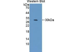 Detection of Recombinant CELSR3, Mouse using Polyclonal Antibody to Cadherin EGF LAG Seven Pass G-Type Receptor 3 (CELSR3) (CELSR3 抗体  (AA 942-1175))