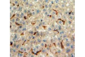 IHC-P analysis of Liver tissue, with DAB staining. (Orexin A 抗体  (AA 33-124))