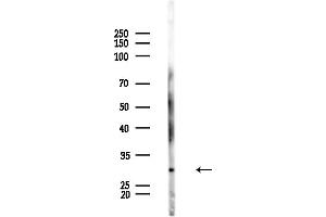 anti-Major Histocompatibility Complex, Class II, DM alpha (HLA-DMA) antibody
