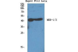 Western Blot (WB) analysis of specific cells using MEK-1/2 Polyclonal Antibody. (MEK1/2 抗体  (Ser112))
