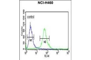 ITGBL1 Antibody (Center) (ABIN652727 and ABIN2842482) flow cytometric analysis of NCI- cells (right histogram) compared to a negative control cell (left histogram). (ITGBL1 抗体  (AA 334-360))