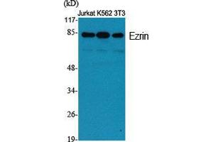 Western Blot (WB) analysis of specific cells using Ezrin Polyclonal Antibody. (Ezrin 抗体  (Tyr315))