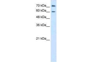 Western Blotting (WB) image for anti-Proline Dehydrogenase (Oxidase) 2 (PRODH2) antibody (ABIN2462440) (PRODH2 抗体)
