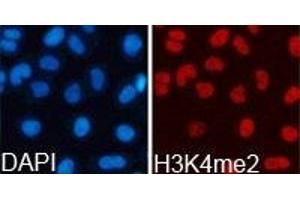 Immunofluorescence analysis of 293T cell using H3K4me2antibody. (Histone 3 抗体  (H3K4me2))