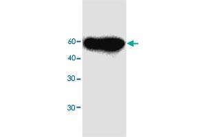 Western blot analysis in MFAP3L recombinant protein with MFAP3L monoclonal antibody, clone 97r98  at 1 : 1000 dilution. (MFAP3L 抗体)