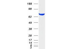 Validation with Western Blot