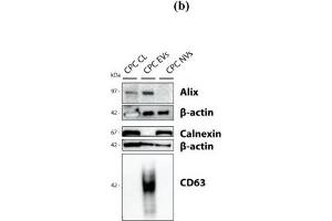 Western Blotting (WB) image for anti-Calnexin (CANX) (Internal Region) antibody (ABIN2855124)