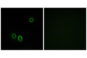 Immunofluorescence analysis of A549 cells, using OR51E1 antibody. (OR51E1 抗体  (C-Term))