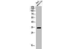Western Blot analysis of rat-musle cells using Phospho-Cyclin D1 (T286) Polyclonal Antibody (Cyclin D1 抗体  (pThr286))
