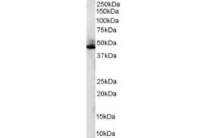 Image no. 1 for anti-Adrenergic, beta-2-, Receptor, Surface (ADRB2) (C-Term) antibody (ABIN374608) (beta 2 Adrenergic Receptor 抗体  (C-Term))