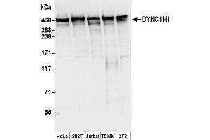 anti-Dynein, Cytoplasmic 1, Heavy Chain 1 (DYNC1H1) (AA 1250-1300) antibody