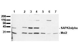 Western Blotting (WB) image for anti-Mitogen-Activated Protein Kinase 14 (MAPK14) (N-Term) antibody (ABIN126843) (MAPK14 抗体  (N-Term))