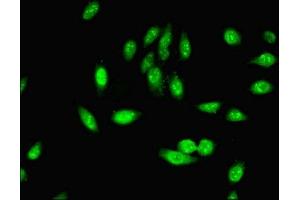 Immunofluorescent analysis of Hela cells using ABIN7163064 at dilution of 1:100 and Alexa Fluor 488-congugated AffiniPure Goat Anti-Rabbit IgG(H+L) (PHF5A 抗体  (AA 1-110))